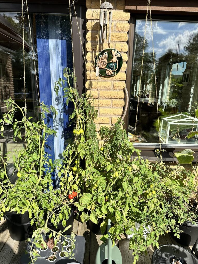 Tomater odlade i hydroponic